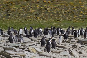 New Island, West Falklands 219.jpg